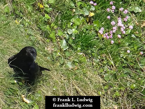 Ravens in Mullaghmore